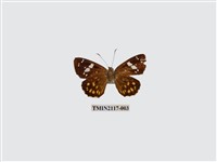 藏品(大流星弄蝶)的圖片